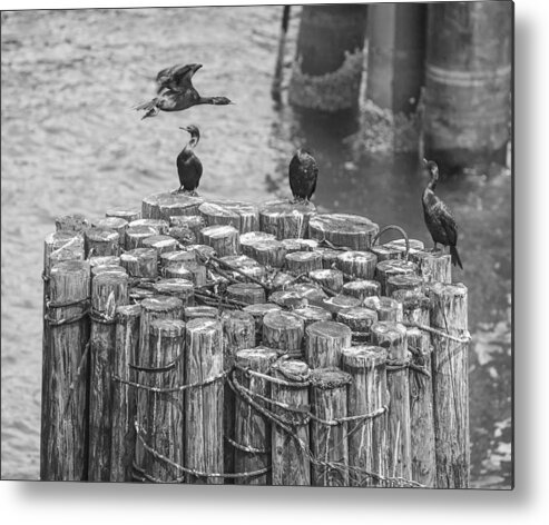 Black Metal Print featuring the photograph Cormorant Landing Black and White by Scott Campbell