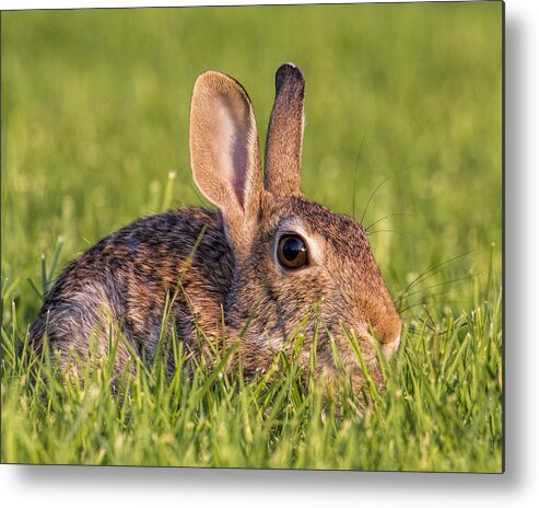 Kansas Metal Print featuring the photograph Cottontail by Rob Graham