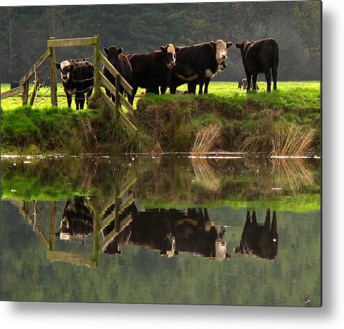 Cow Metal Print featuring the photograph Cow Reflections by Suzy Piatt