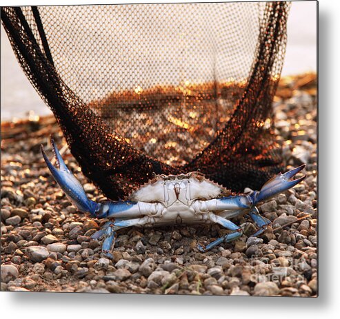 Blue Crab Photography Metal Print featuring the photograph Crab Can We Talk? by Luana K Perez