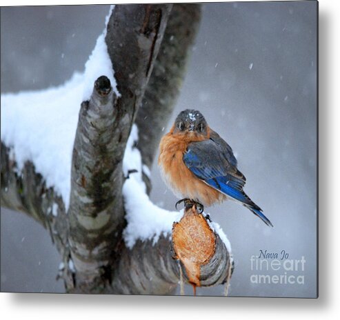 Nature Metal Print featuring the photograph Cranky Can Be Cute by Nava Thompson