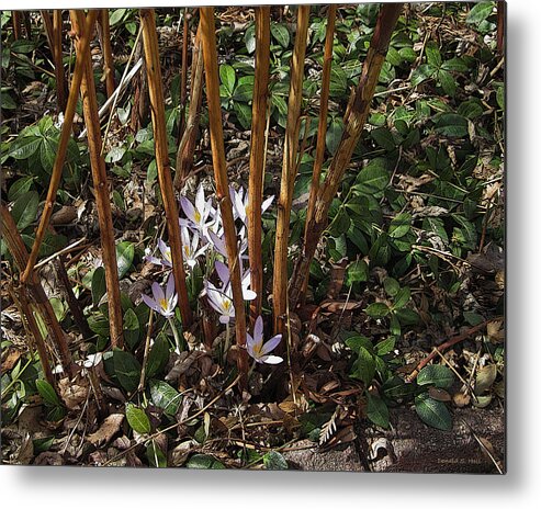 Crocus Metal Print featuring the photograph Crocuses and Raspberry Canes by Donald S Hall