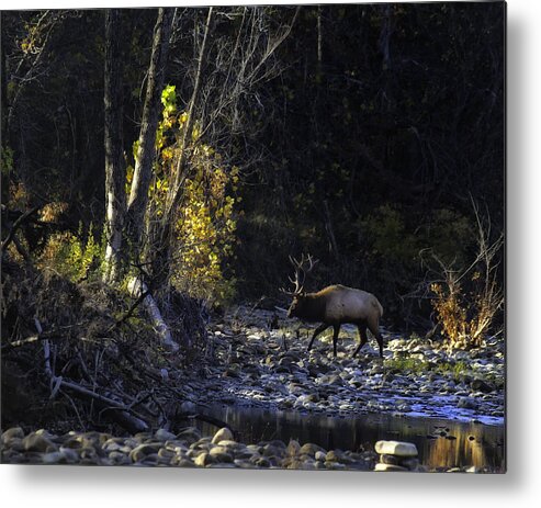 Bull Elk Metal Print featuring the photograph Crossing the Buffalo at Daybreak by Michael Dougherty