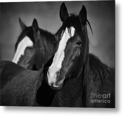 Horse Metal Print featuring the photograph Curious Horses by Ana V Ramirez