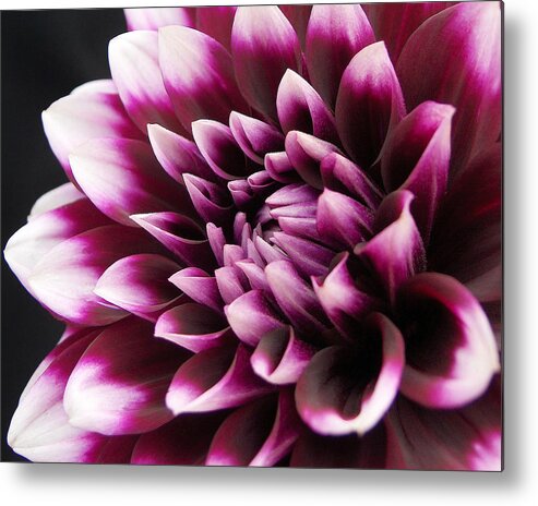 Magenta Metal Print featuring the photograph Dahlia Delightful by Kathi Mirto
