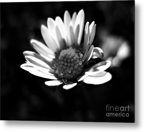 Daisy Metal Print featuring the photograph Daisy In Black And White by Nina Ficur Feenan