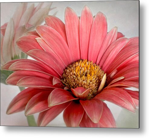 Bloom Metal Print featuring the photograph Daisy in the Spotlight by David and Carol Kelly