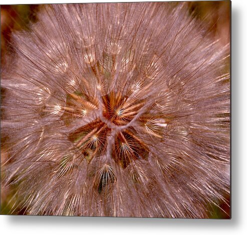 Dandelion Metal Print featuring the photograph Dandelion Fireworks by Rona Black