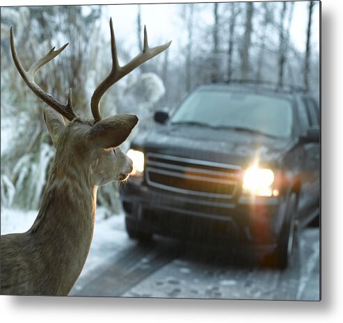 Snow Metal Print featuring the photograph Deer in Headlights by AdShooter