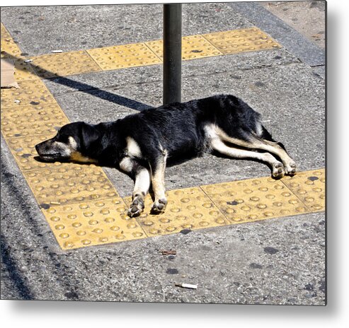 Dog Metal Print featuring the photograph Dog in Sao Paulo by Julie Niemela