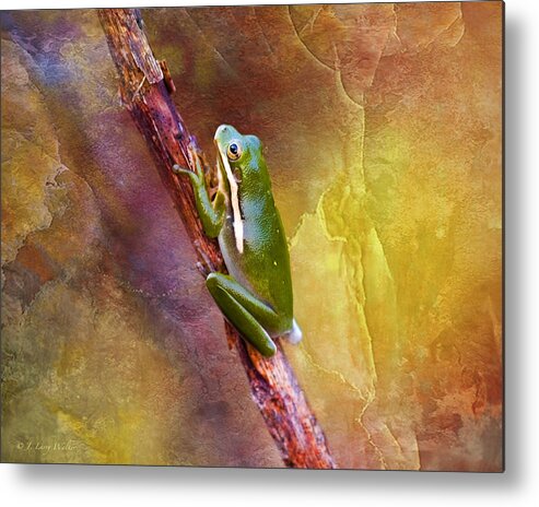 J Larry Walker Metal Print featuring the photograph Down In The Swamp Tree Frog by J Larry Walker