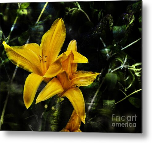 Day Lily Metal Print featuring the photograph Dreams of a Day Lily by Belinda Greb