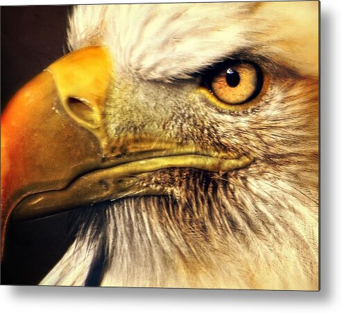 Eagle Metal Print featuring the photograph Eagle Eye 7 by Marty Koch