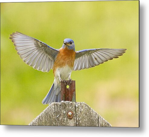 Eastern Bluebird Metal Print featuring the photograph Eastern Bluebird Wing Spread by John Vose