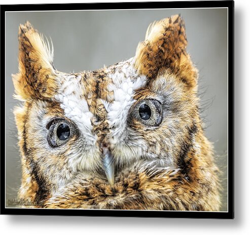 Eastern Screech Owl Metal Print featuring the photograph Eastern Screech Owl by LeeAnn McLaneGoetz McLaneGoetzStudioLLCcom