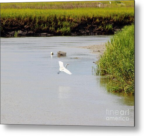Egret Metal Print featuring the photograph Egret in Flight by Andre Turner