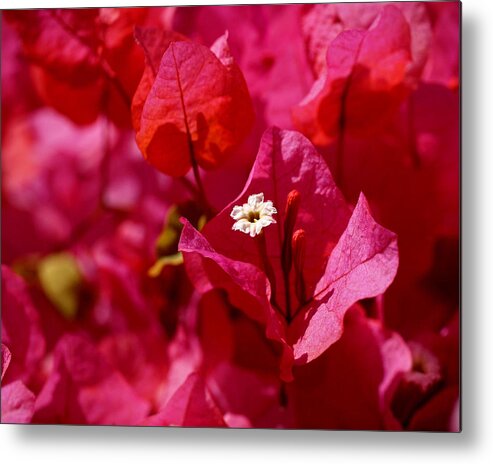 Bougainvillea Metal Print featuring the photograph Electric Pink Bougainvillea by Rona Black