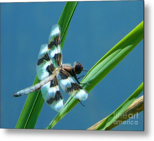 Nature Metal Print featuring the photograph Elegance of Nature by Gallery Of Hope 