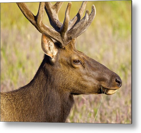 Elk Metal Print featuring the photograph Elk Profile by Todd Kreuter