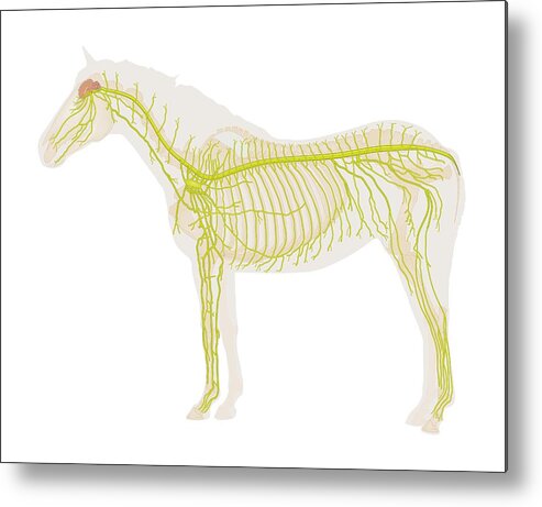Domesticated Horse Metal Print featuring the photograph Equine Nervous System by Samantha Elmhurst/science Photo Library