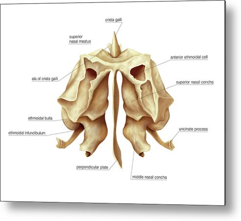 Anatomy Metal Print featuring the photograph Ethmoidal Bone by Asklepios Medical Atlas