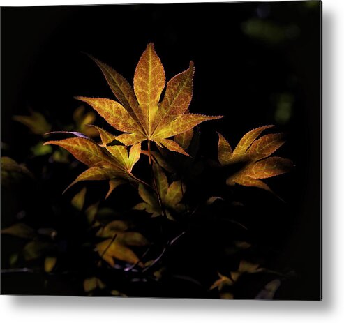 Sweet Gum Metal Print featuring the photograph Fall Color in Woodland Light by Michael Dougherty