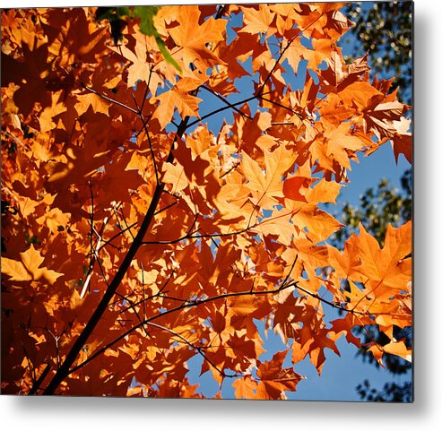 Fall Leaves Metal Print featuring the photograph Fall Colors 2 by Shane Kelly