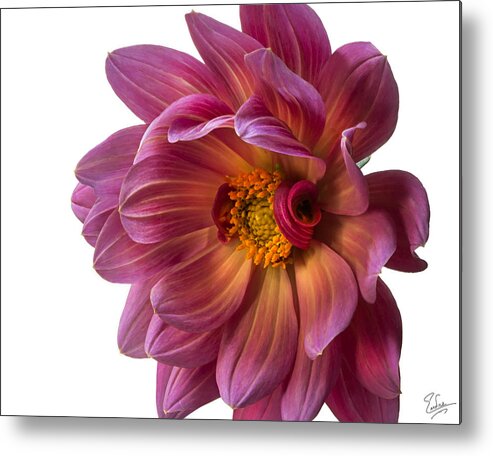 Flower Metal Print featuring the photograph Fancy Dahlia Closeup by Endre Balogh