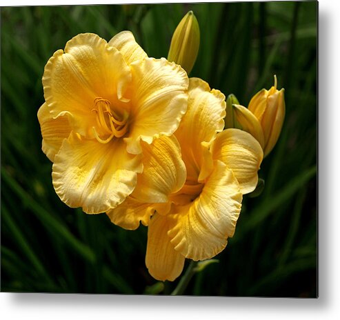 Lilies Metal Print featuring the photograph Fancy Yellow Daylilies by Rona Black