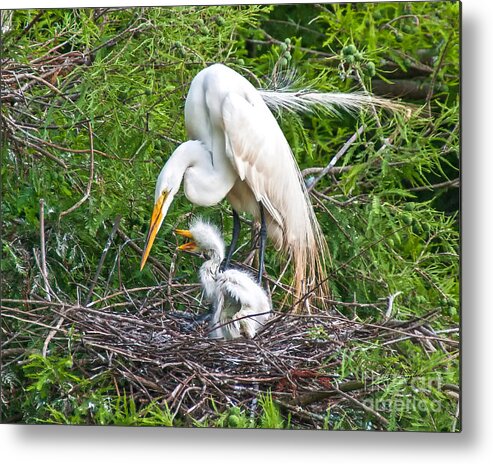 Egret Feeding Young Metal Print featuring the photograph Feed Me by Mike Covington