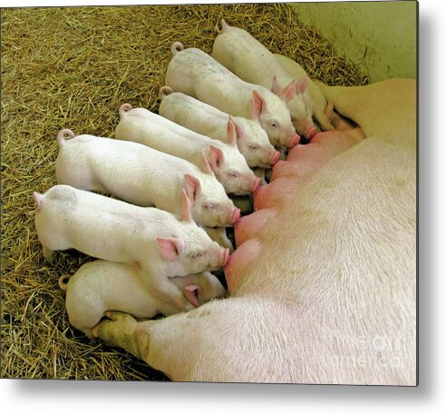 Pig Metal Print featuring the photograph Feeding the Family by Ann Horn