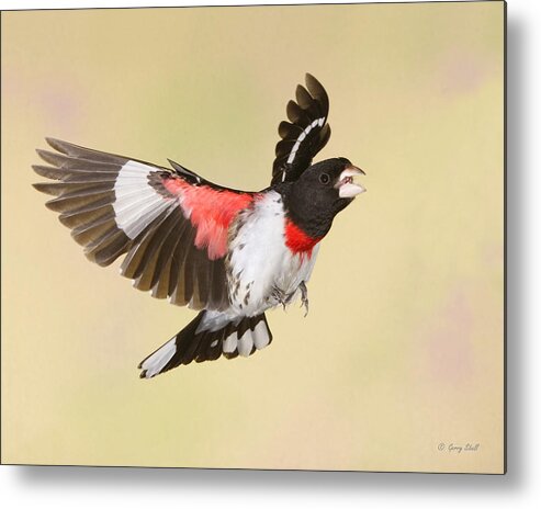 Nature Metal Print featuring the photograph Feisty by Gerry Sibell