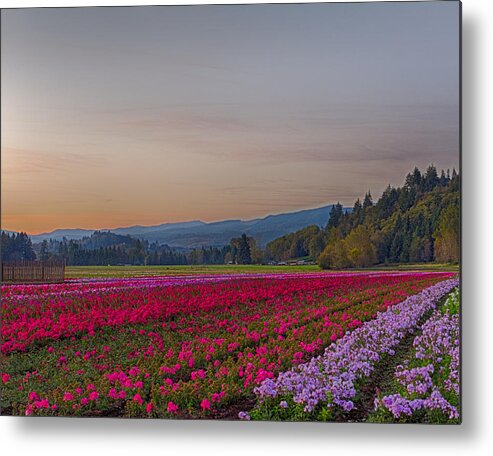 Flowers Metal Print featuring the photograph Flower Field at Sunset in a Standard Ratio by Leah Palmer