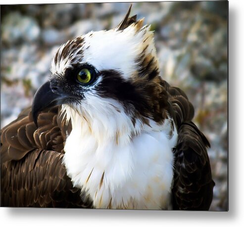 Birds Metal Print featuring the photograph Focused by Karen Wiles