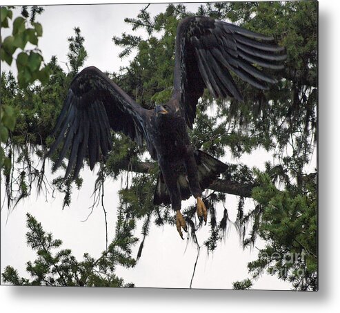 Hawk Metal Print featuring the photograph Focused on Prey by Vivian Martin