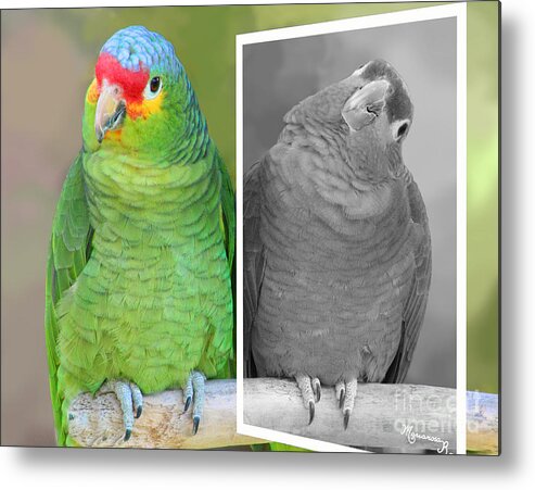 Parrots Metal Print featuring the photograph Get More Color in Your Life by Mariarosa Rockefeller