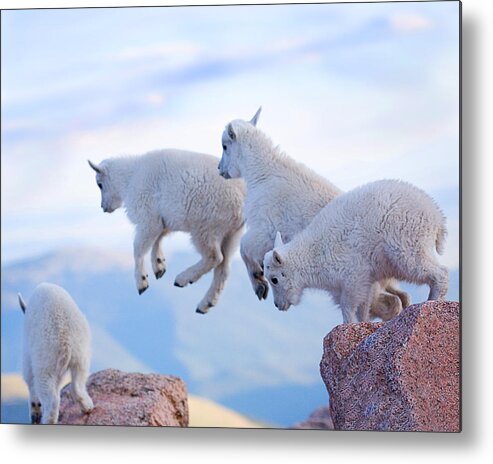 Mountain Goats; Posing; Group Photo; Baby Goat; Nature; Colorado; Crowd; Baby Goat; Mountain Goat Baby; Happy; Joy; Nature; Brothers Metal Print featuring the photograph Follow the Leader by Jim Garrison