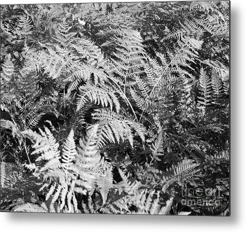 Fern Metal Print featuring the photograph Forest Fern by Connie Fox