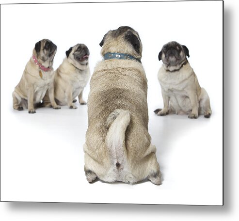 Pets Metal Print featuring the photograph Four old pugs sitting together on white by Back in the Pack dog portraits