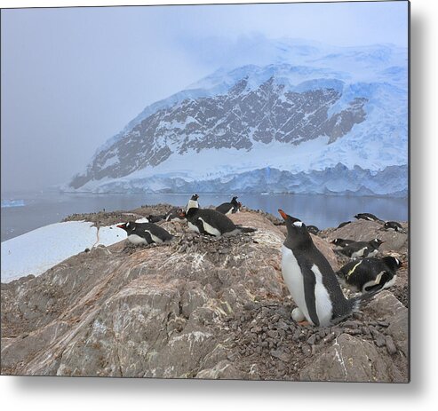 Gentoo Penguin Metal Print featuring the photograph Fragile Home by Tony Beck