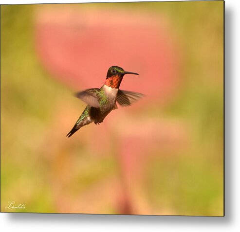 Hummingbird Metal Print featuring the photograph Free As A Bird by Lori Tambakis