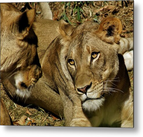 Lion Metal Print featuring the photograph Friends by Jean Goodwin Brooks