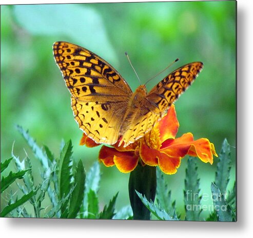 Fritillary Metal Print featuring the photograph Fritillary on Marigold IV by Lili Feinstein