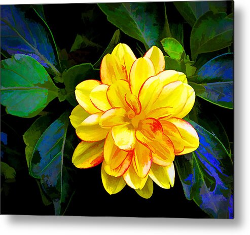  Metal Print featuring the photograph From Hal's Garden 21 by Hal Taub