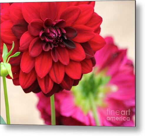 Red Flower Metal Print featuring the photograph Front and back by Deena Withycombe