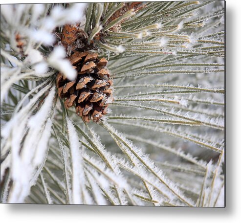Pine Cone Metal Print featuring the photograph Frosty Norway Pine by Penny Meyers