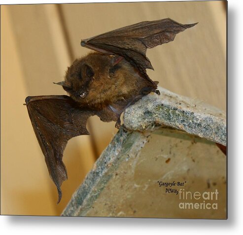 Gargoyle Bat Metal Print featuring the photograph Gargoyle Bat by Patrick Witz