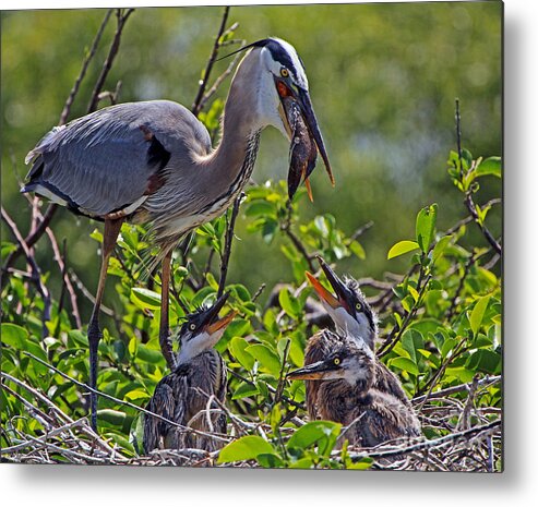 Great Blue Heron Metal Print featuring the photograph Great Blue Heron Lunch Alfresco by Larry Nieland