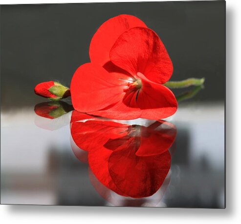 Red Flower Metal Print featuring the photograph Geranium Reflections 2 by Andrea Lazar