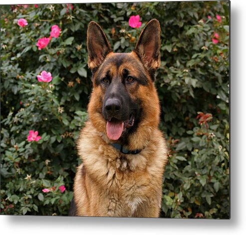 Dog Metal Print featuring the photograph German Shepherd Dog by Sandy Keeton